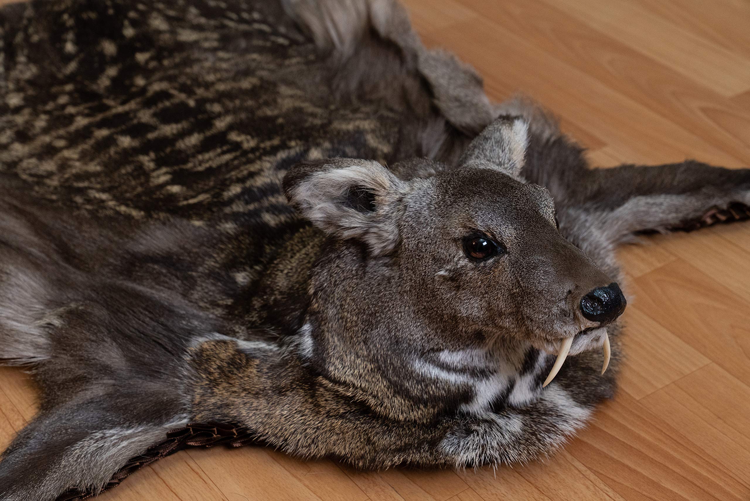 Amazon.co.jp: シベリアンムスク鹿剥製ラグマウント ヘッド付き