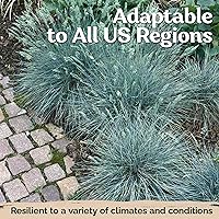 Vista 6 de KVITER 100 semillas de hierba de festuca azul (Festuca Glauca) – Semilla de festuca de oveja, hierba ornamental perenne, semillas de reliquia