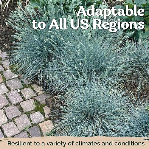 Miniatura 6 de KVITER 100 semillas de hierba de festuca azul (Festuca Glauca)  Semilla de festuca de oveja, hierba ornamental perenne, semillas de reliquia no