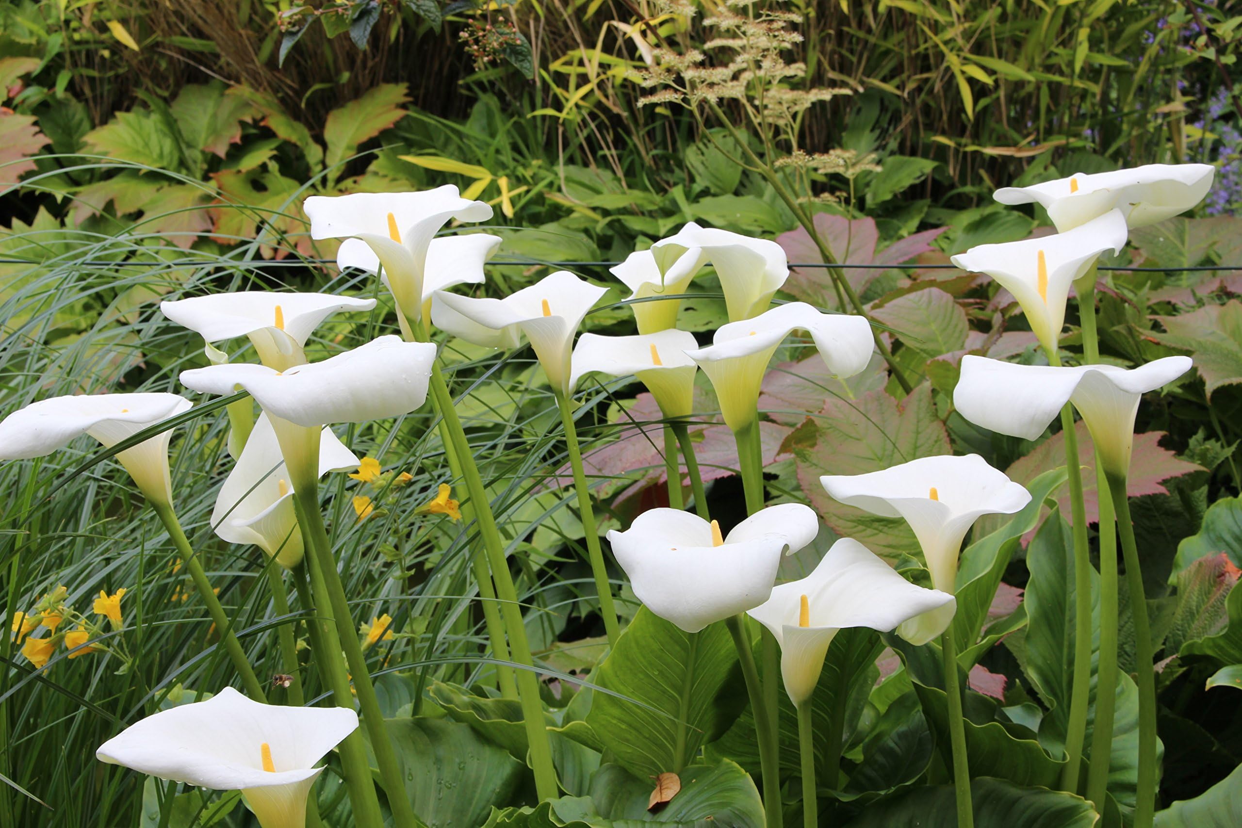Zantedeschia aethiopica - a garden tested, hardy perennial plant supplied in a half litre pot