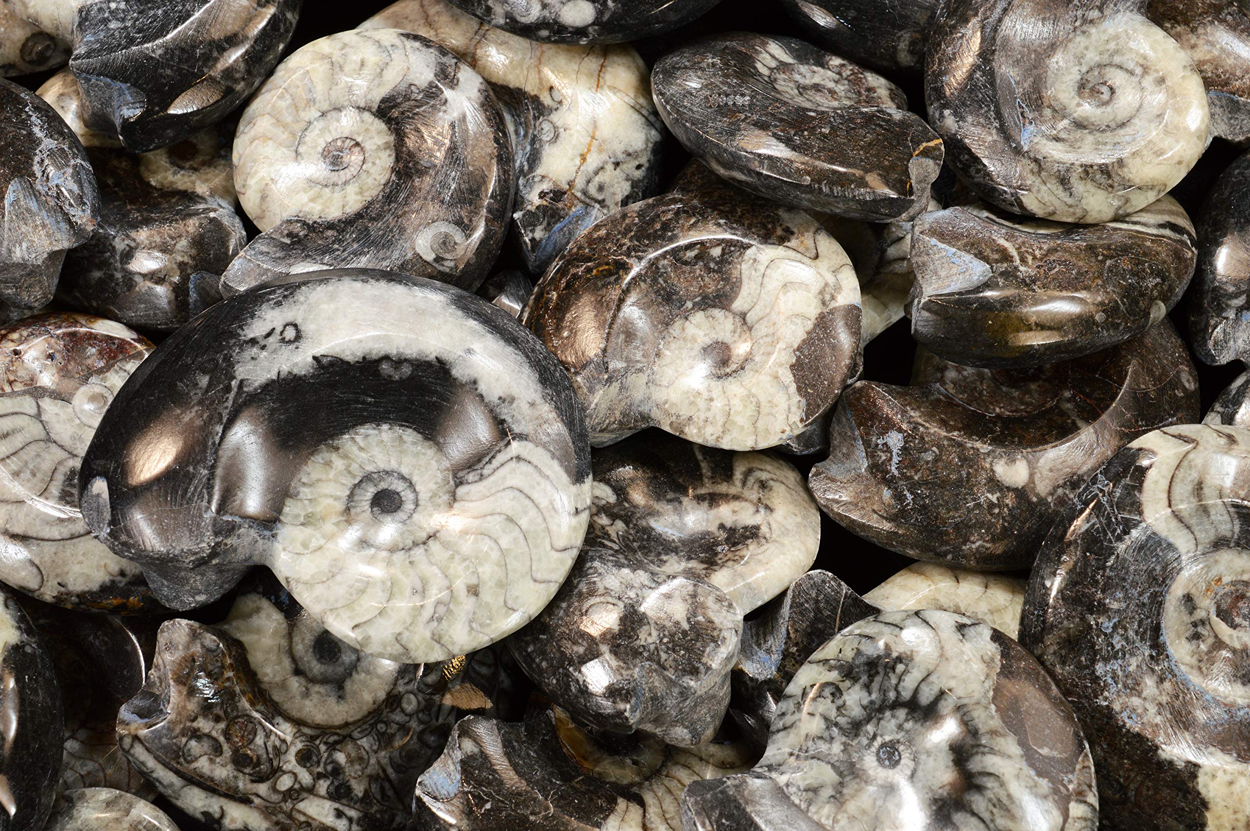 Kidz Rocks Goniatite Fossil 2