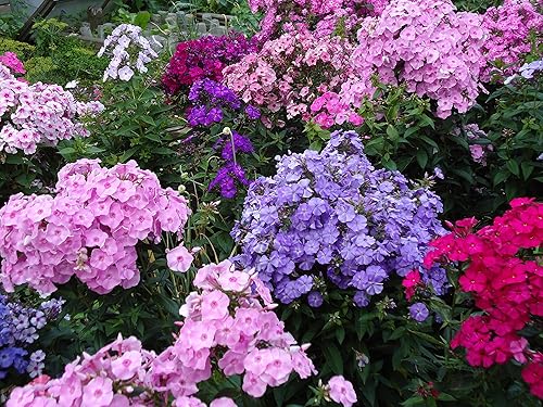 Semillas Phlox Drummond Jardín Coral Mix Flores Anuales No OGM