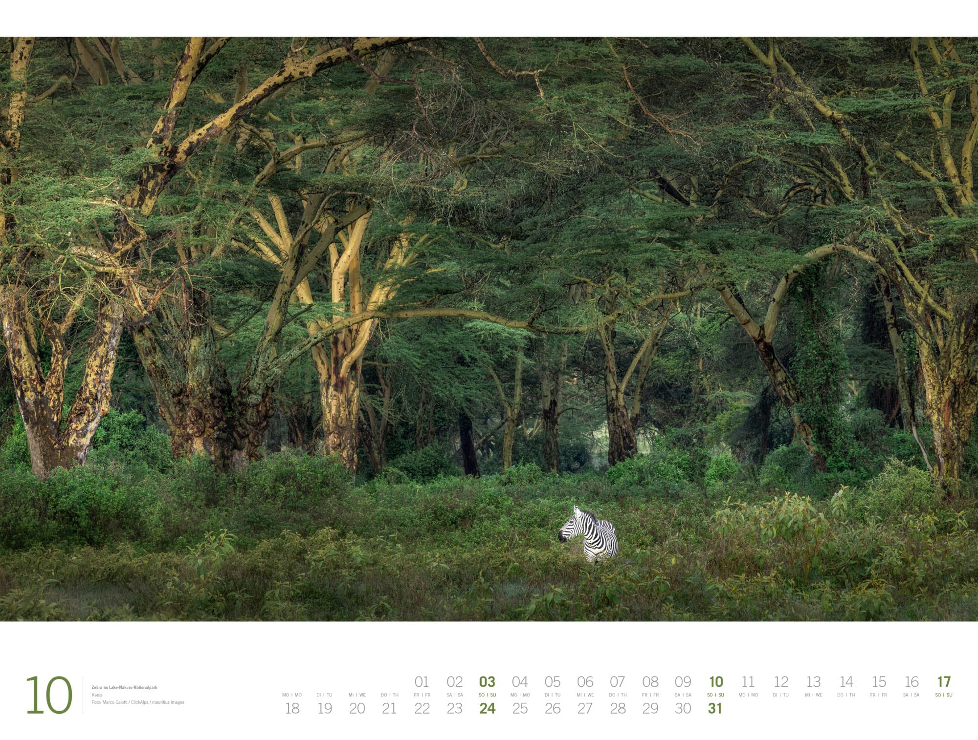 Afrika Gallery Kalender 2027: Bildgewaltiger Afrika-Kalender im großen Querformat (66x50 cm) | Tiere und Landschaft im Großformat