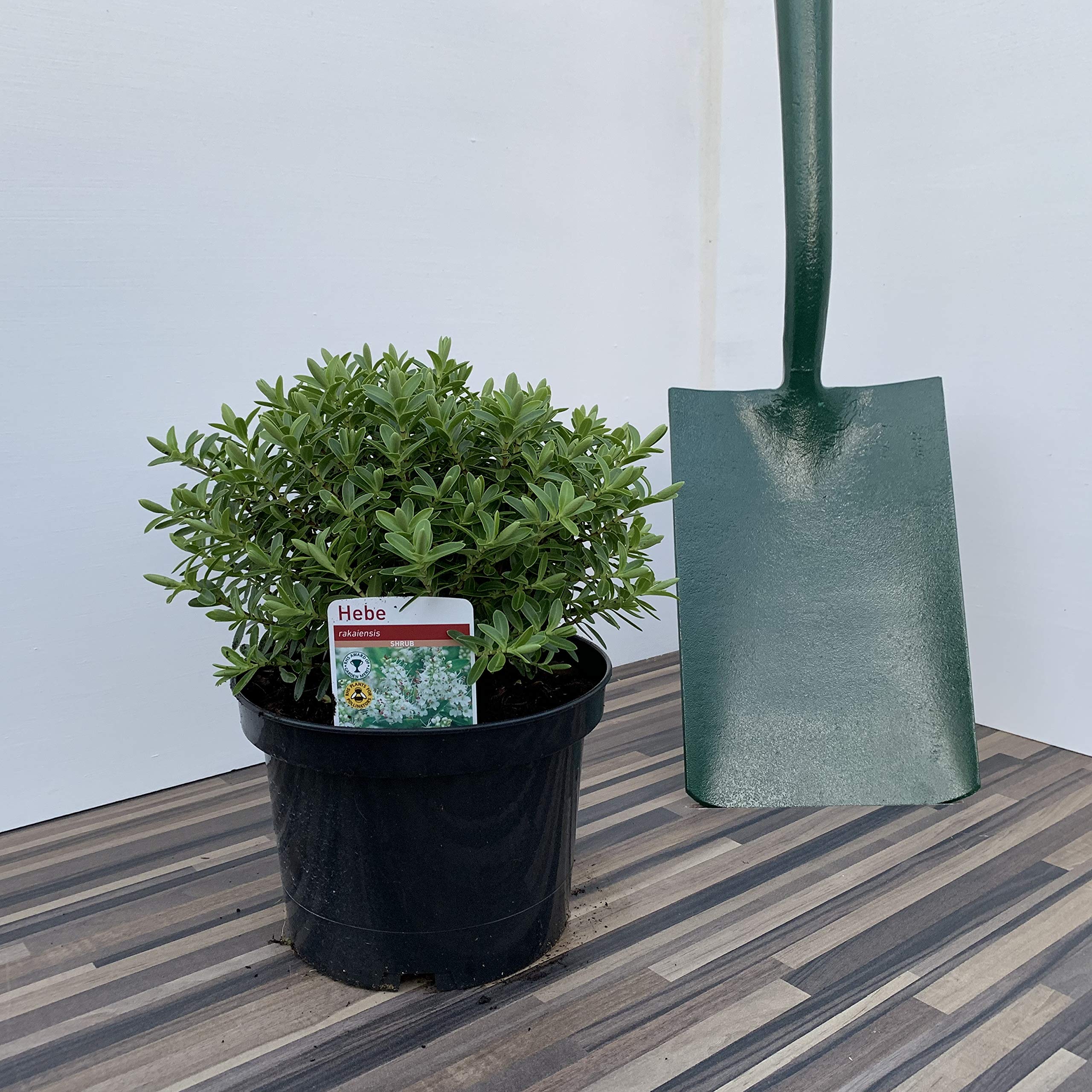Hebe Subalpina Supplied in a 3 Litre Pot
