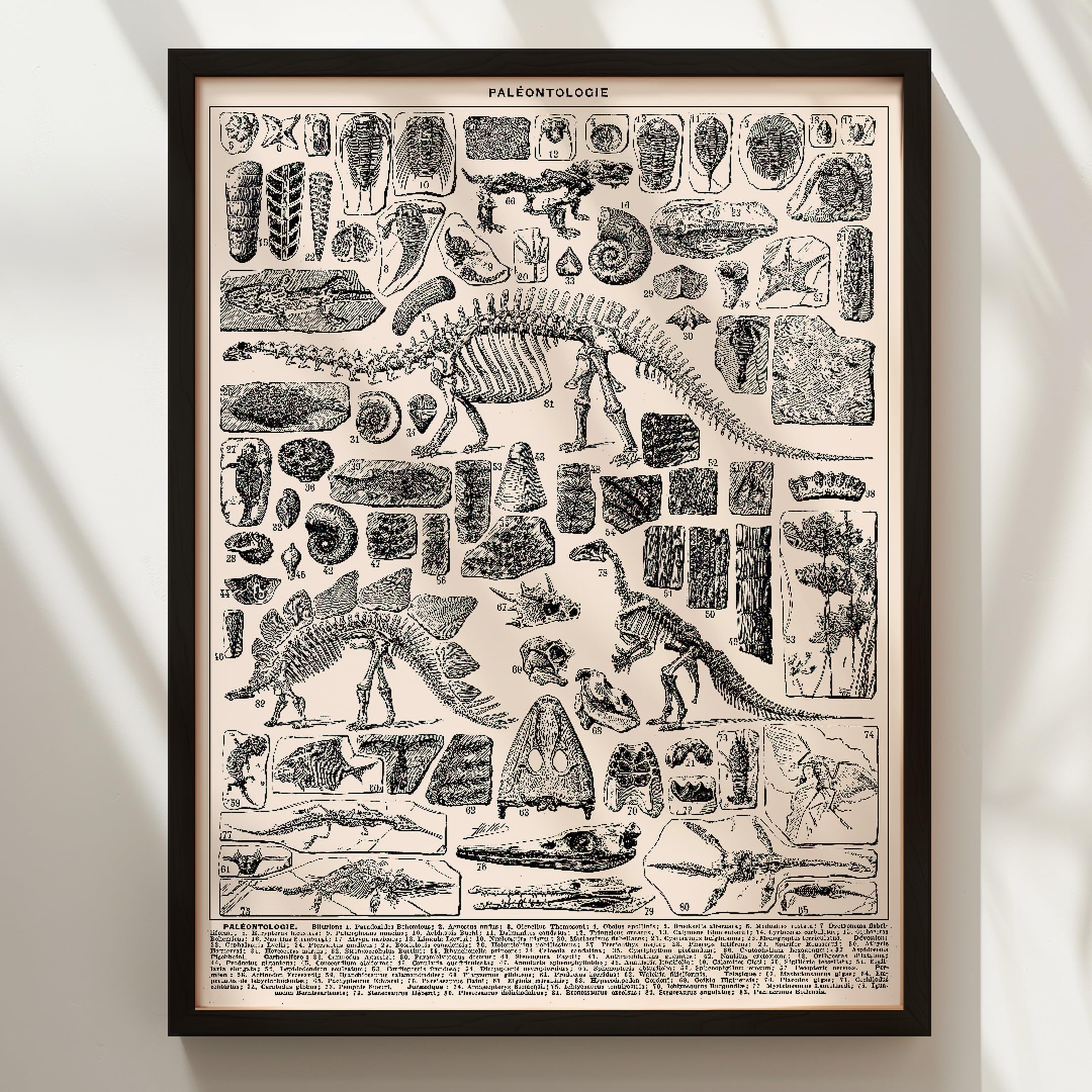 Wallbuddy Stampa d'Arte Verticale di Paleontolog (50 x 70 cm, Cornice nera)