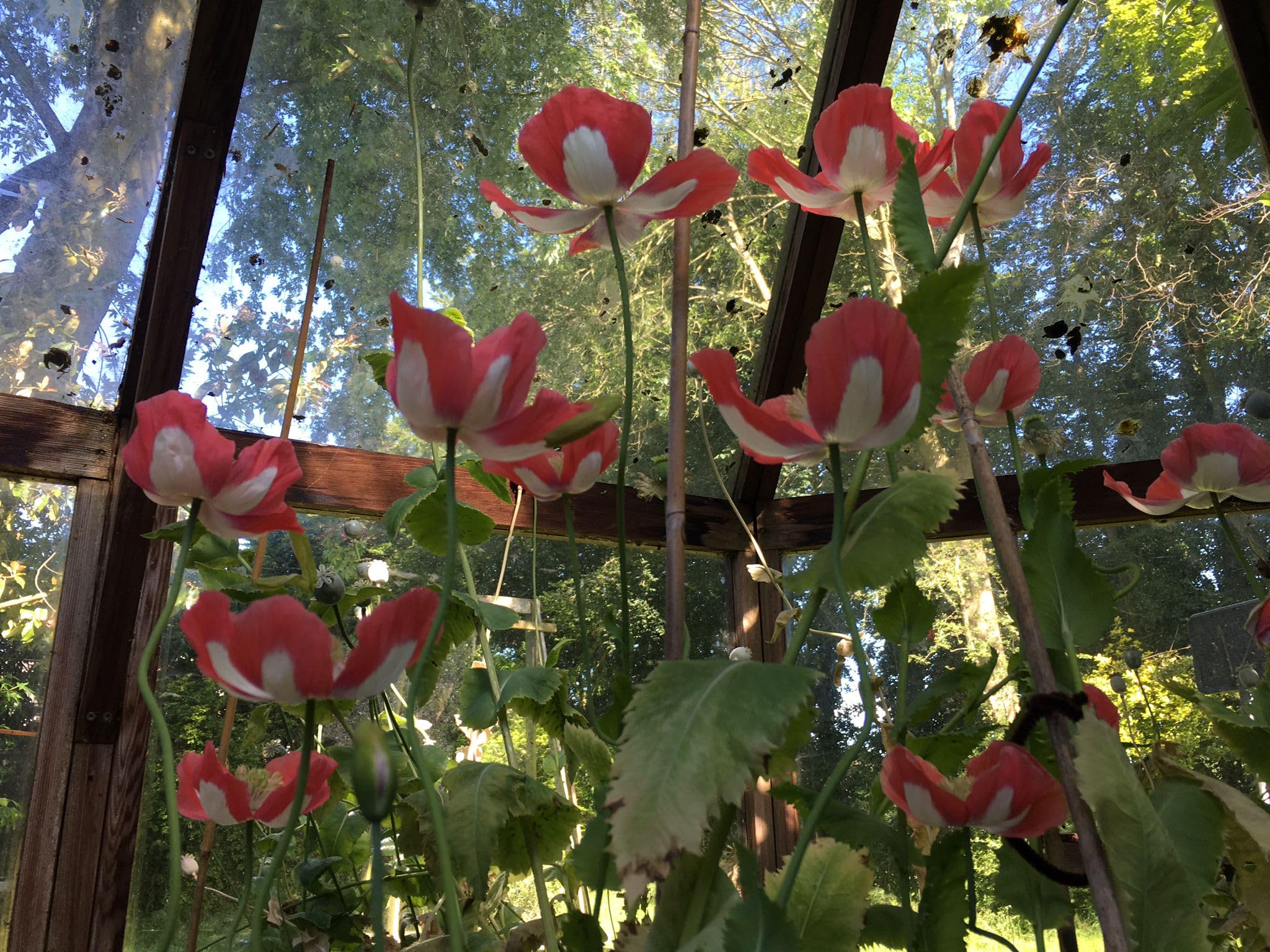 Premium Izmir Afghan Poppy Seeds – Galania GMO Variety (100 Seeds) – P. Somniferum, Vibrant Superior Blooms