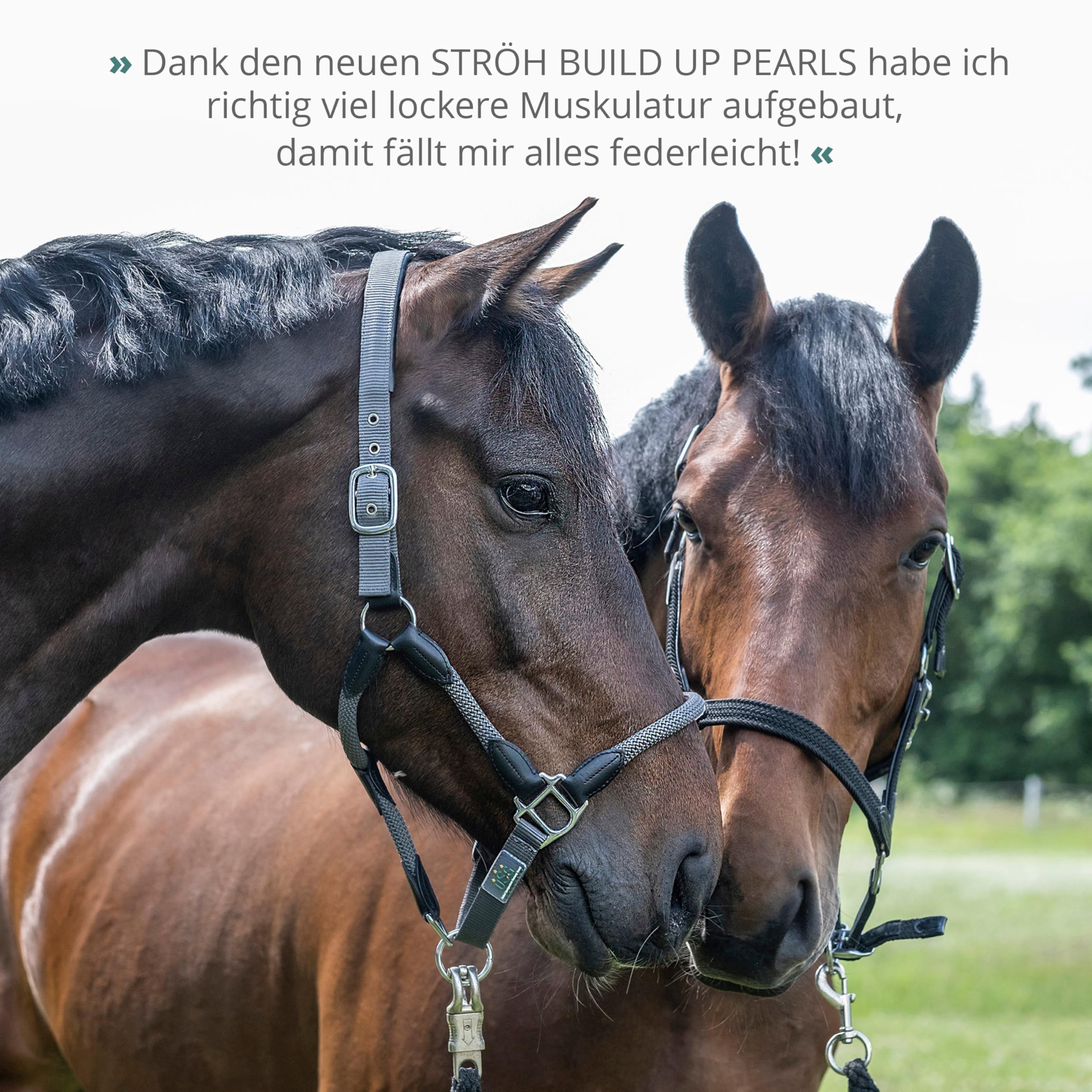 STRÖH Build Up Pearls für Pferde (1,4 kg Feedbox Dose) • Für Muskelaufbau & Kondition • Aminosäuren-Komplex mit Vitaminen • Unterstützt Regeneration & Leistung • Für Sport- & Freizeitpferde