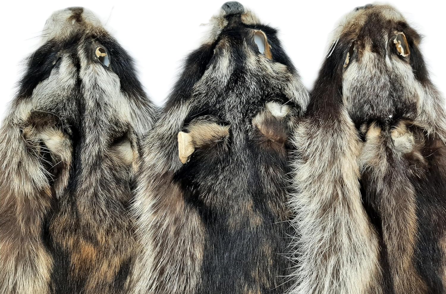 Dakotaline Furs Raccoon Pelt/Hide : (36" Premium Grade) : Genuine Real Fur Pelt Tanned for Sewing, Garments, Apparel, Craft, Decoration, and Display