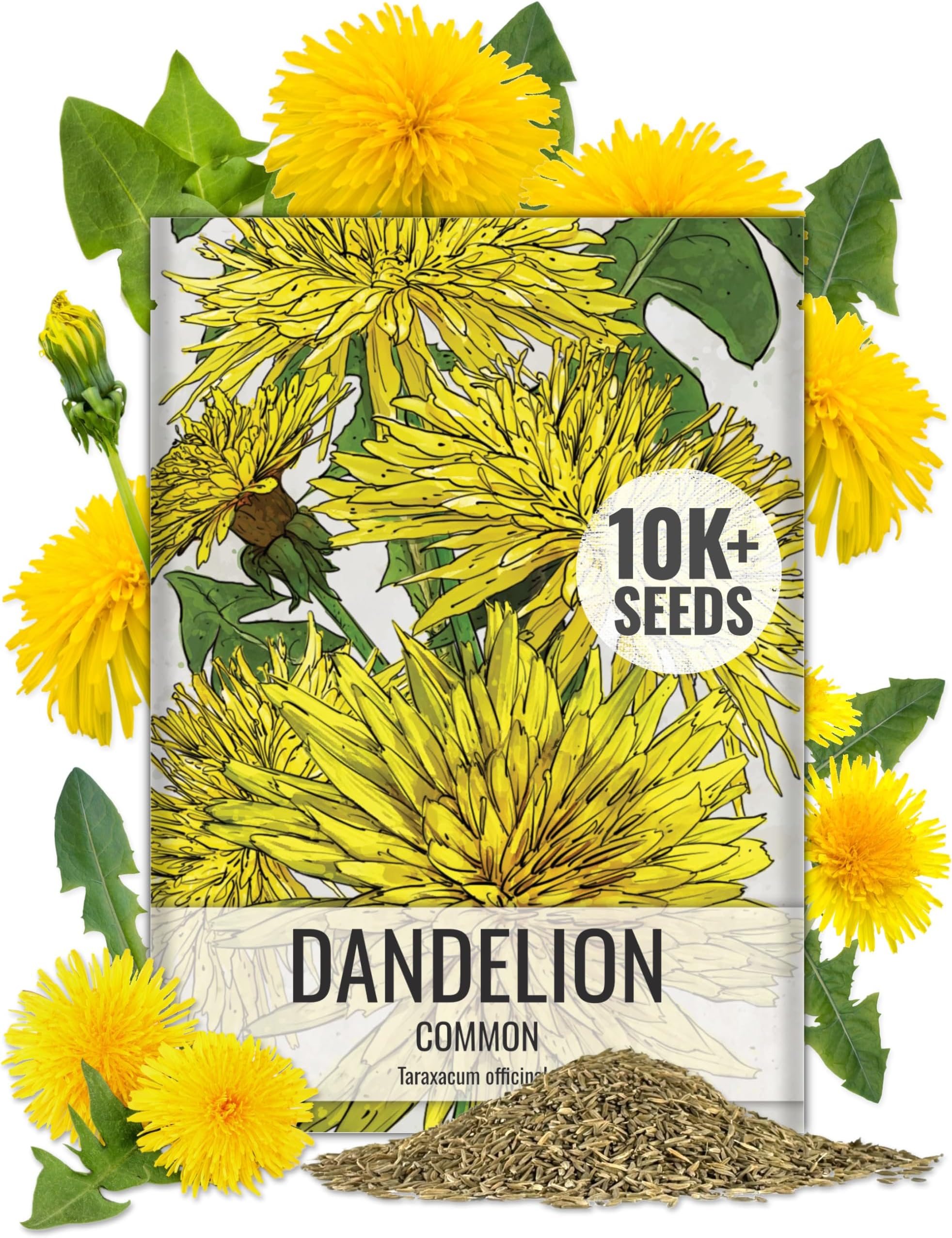 Seed Needs Dandelion Seeds for Planting Fresh Herbs | 10,000+ Untreated Seeds Non GMO Heirloom | Bulk Dandelion Seed | Herb Garden Variety Produces Edible Plants