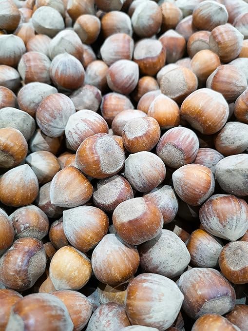 Hazelnuts 1kg Raw Hazelnuts in Shell Small, untreated, Unwashed