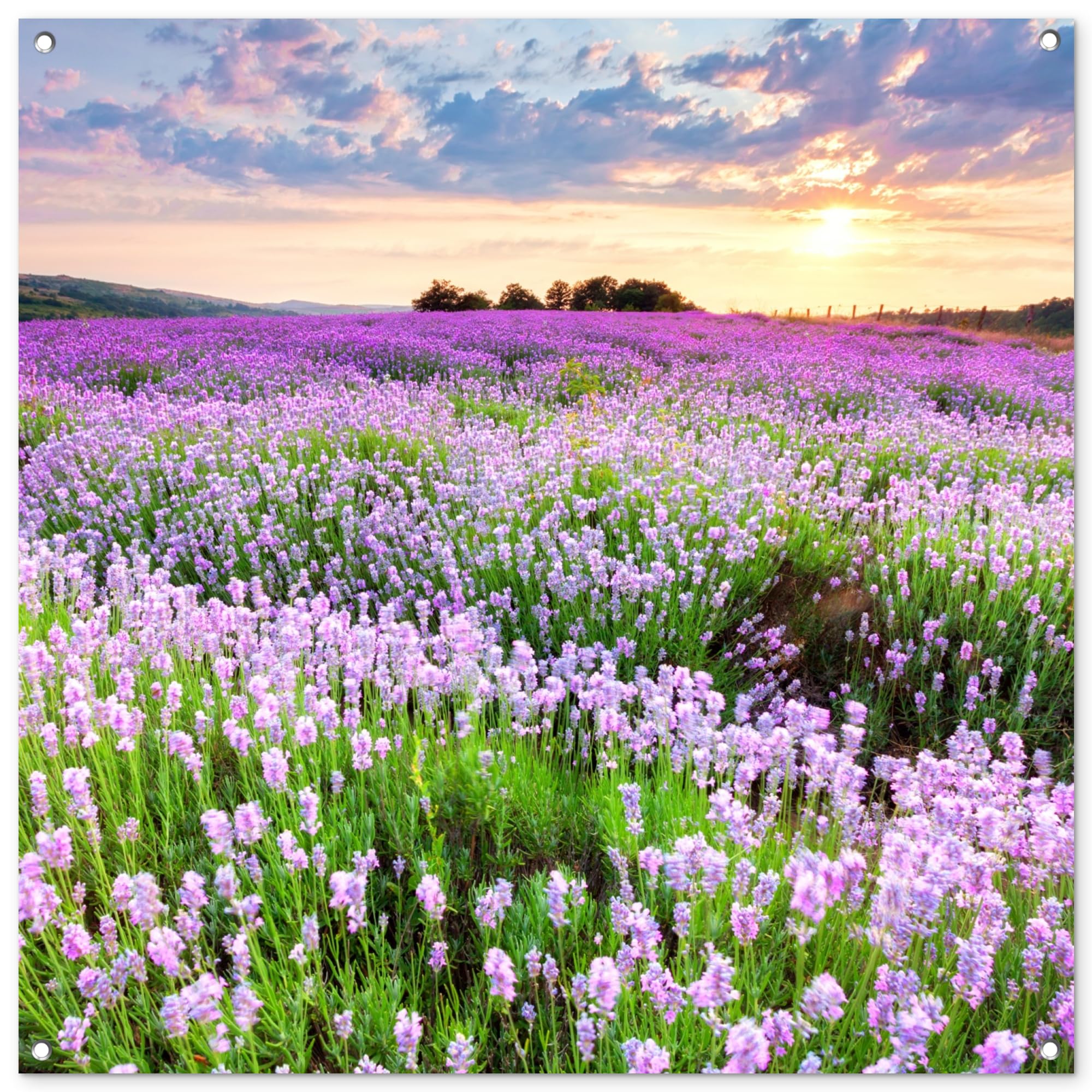 MuchoWow© Garden Poster 39"x39" / 100x100 cm Wall Decor Posters Balcony Accessories Outdoor Decorations Outside Decoration Flowers - Lavender - Purple - Sky - Sunset - Meadow - Nature — image 1