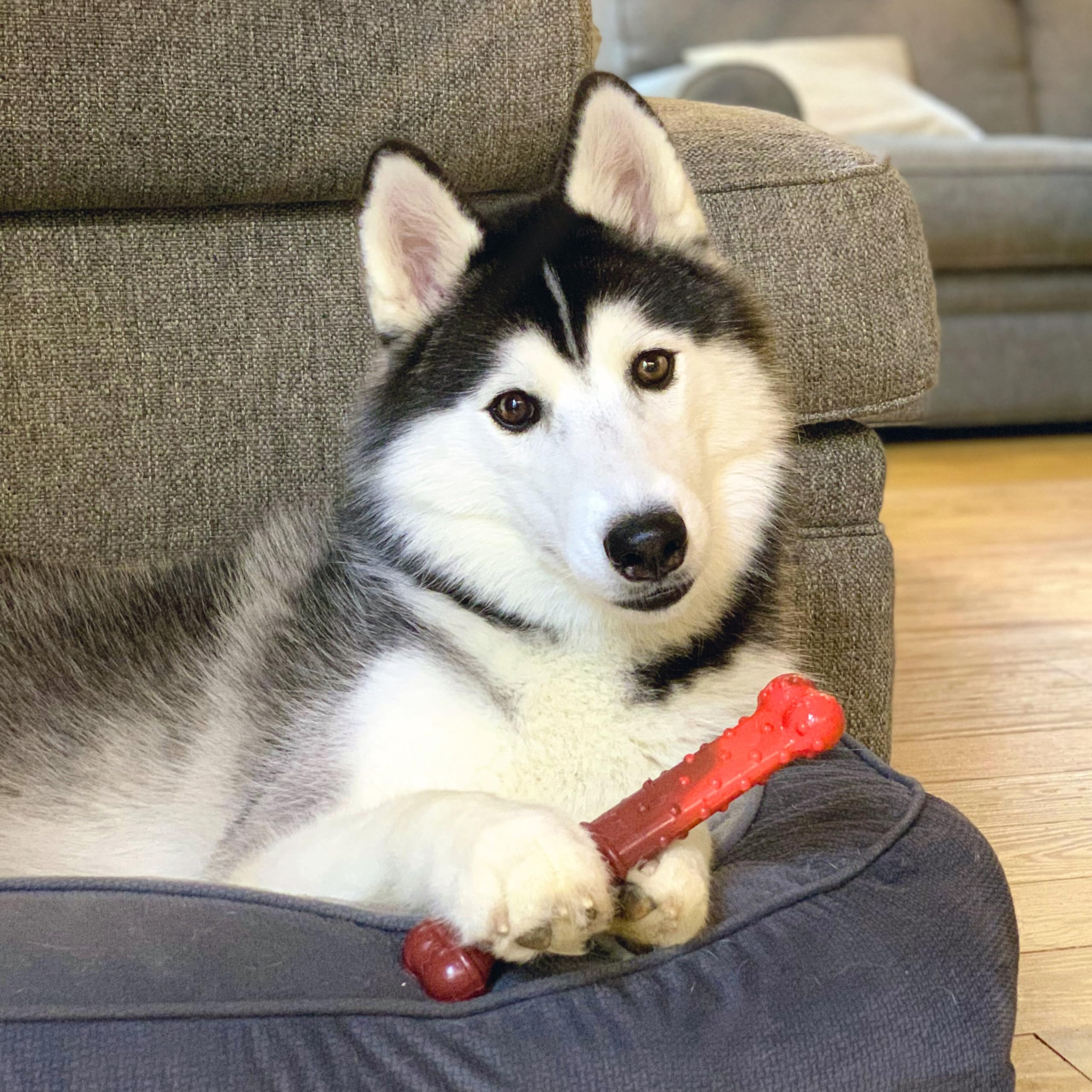 Nylabone Durable Power Dental Kauspielzeug für Hunde, Doppelpack, Rind Jerky & Huhngeschmack, groß, für Hunde bis zu 23 kg (2 Stück)