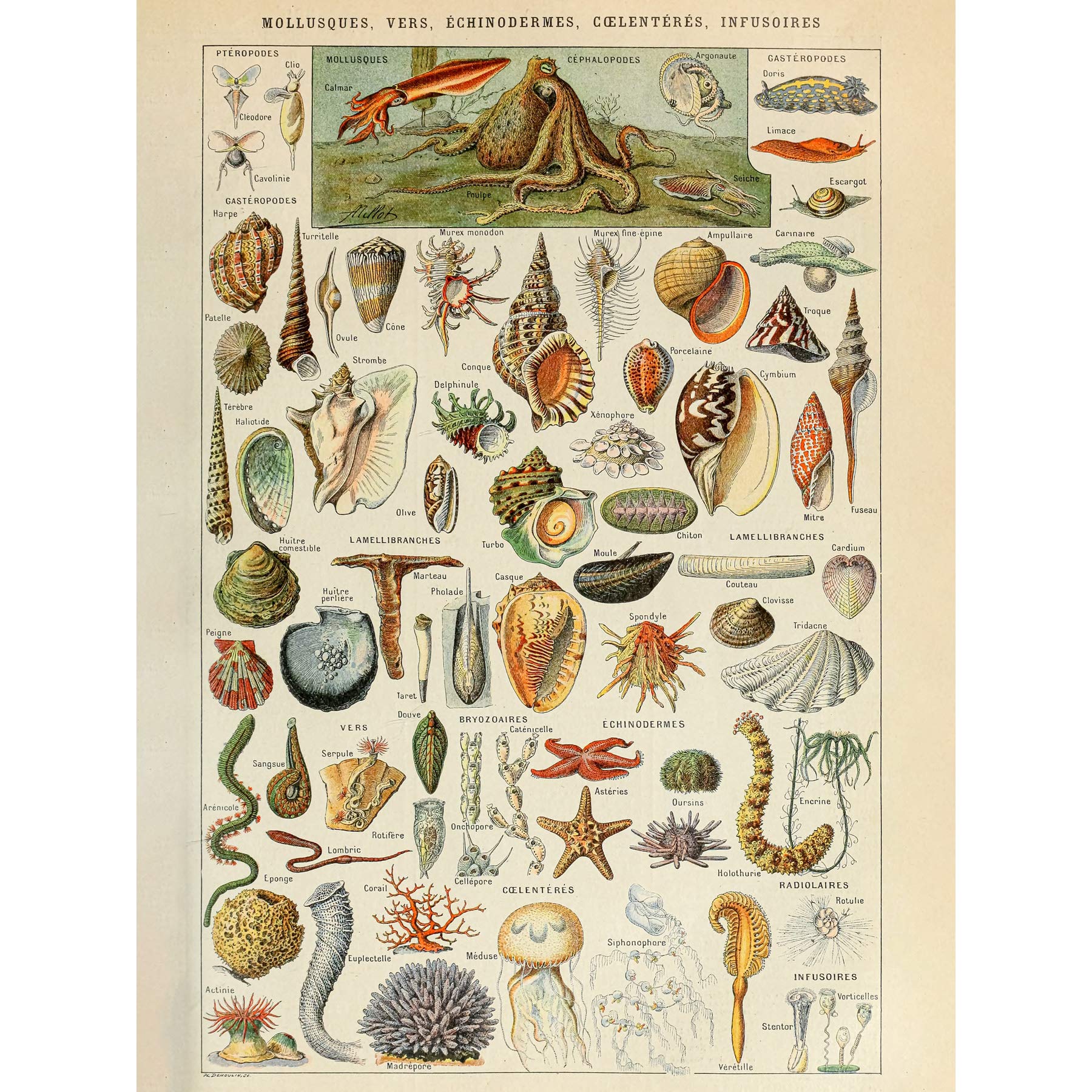 Artery8 Millot Encyclopedia Page Shells Molluscs Premium Wall Art Canvas Print 18X24 Inch