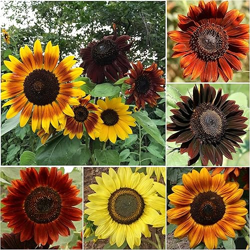 Miniatura 2 de Seed Needs, Sunset Blend Semillas de girasol – 150 semillas de reliquia para plantar Helianthus annuus – Flor anual para cultivar un jardín de
