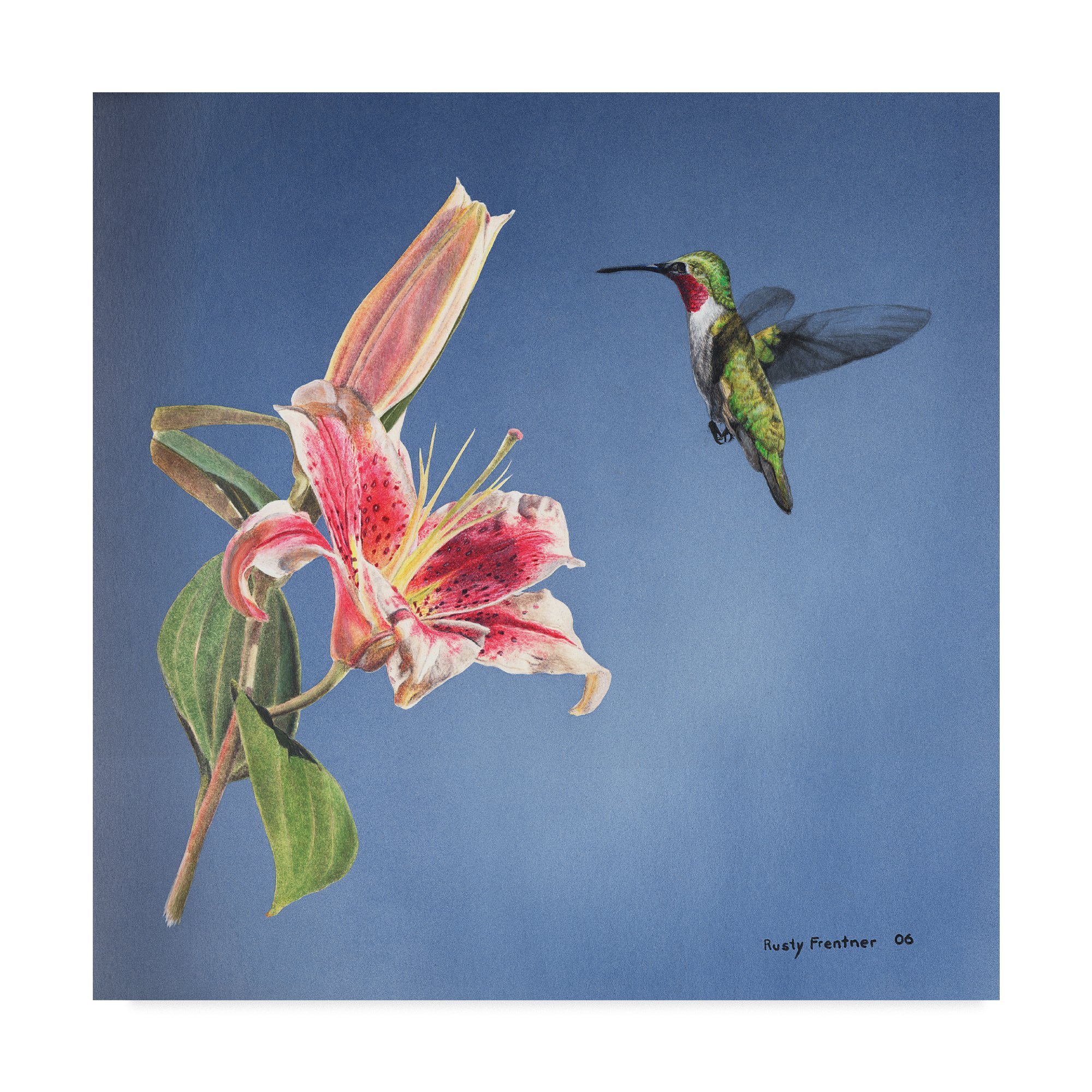 花鳥圖18 Amazon.com: Hummingbird And Lily by Rusty Frentner, 18x18