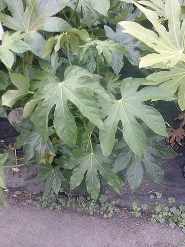 Green Fatsia Japonica (Japanese aralia) - Live Plant - Full