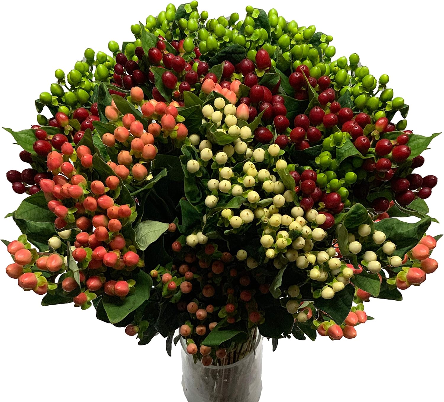 Fresh Cut Hypericum assorted colors (3)