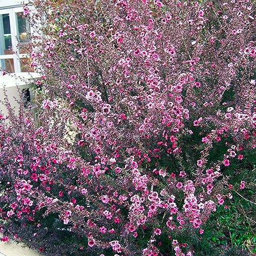Miniatura 4 de Semillas - 10 semillas de árbol de té de manuka Leptospermum Scoparium de primera calidad, semillas compactas de hoja perenne hermosas flores