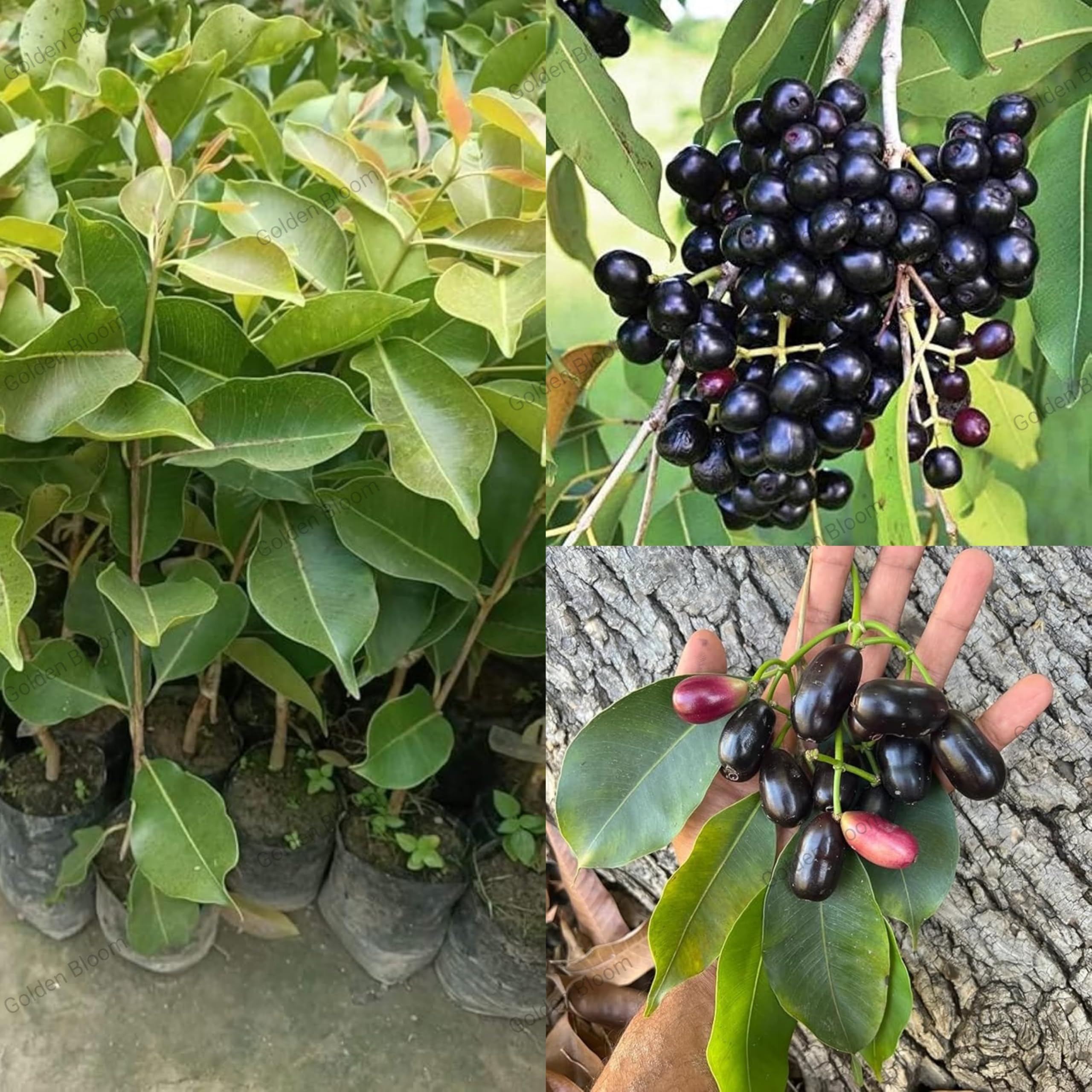 Golden Bloom Original Thai Grafted BLACK JAMUN GRAFTED THAI VARIETY HYBRID LIVE PLANTS| FRESH & HEALTHY LIVE PLANTS(HIGH YIELDING) Height 1.5-2 FT (B0CQK68ZNP) Amazon Price History, Amazon Price Tracker