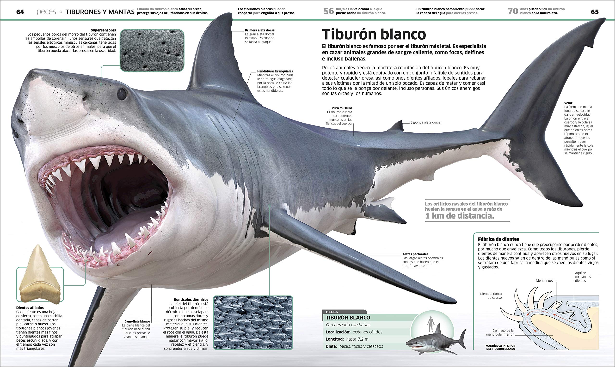 Animales (Knowledge Encyclopedia Animal!): El reino animal como nunca lo habias visto (DK Knowledge Encyclopedias) (Spanish Edition) - Image 3