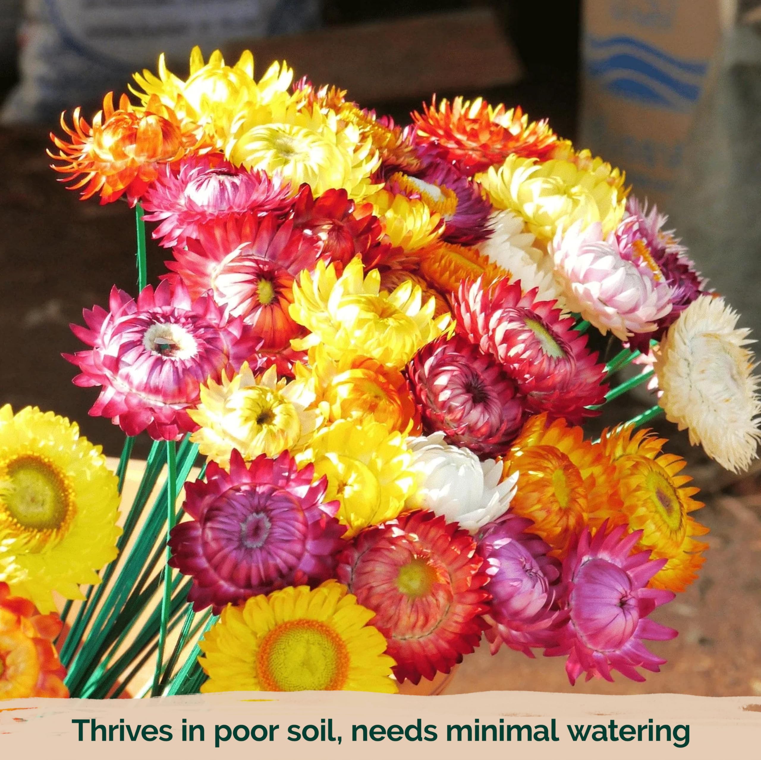 KVITER 1,500 Tall Mix Strawflower Seeds for Planting (Xerochrysum/Helichrysum Bracteatum) — Golden Everlasting Flower, Paper Daisy — Ideal Organic, Heirloom Cut Flower Seeds to Plant Outside & Drying