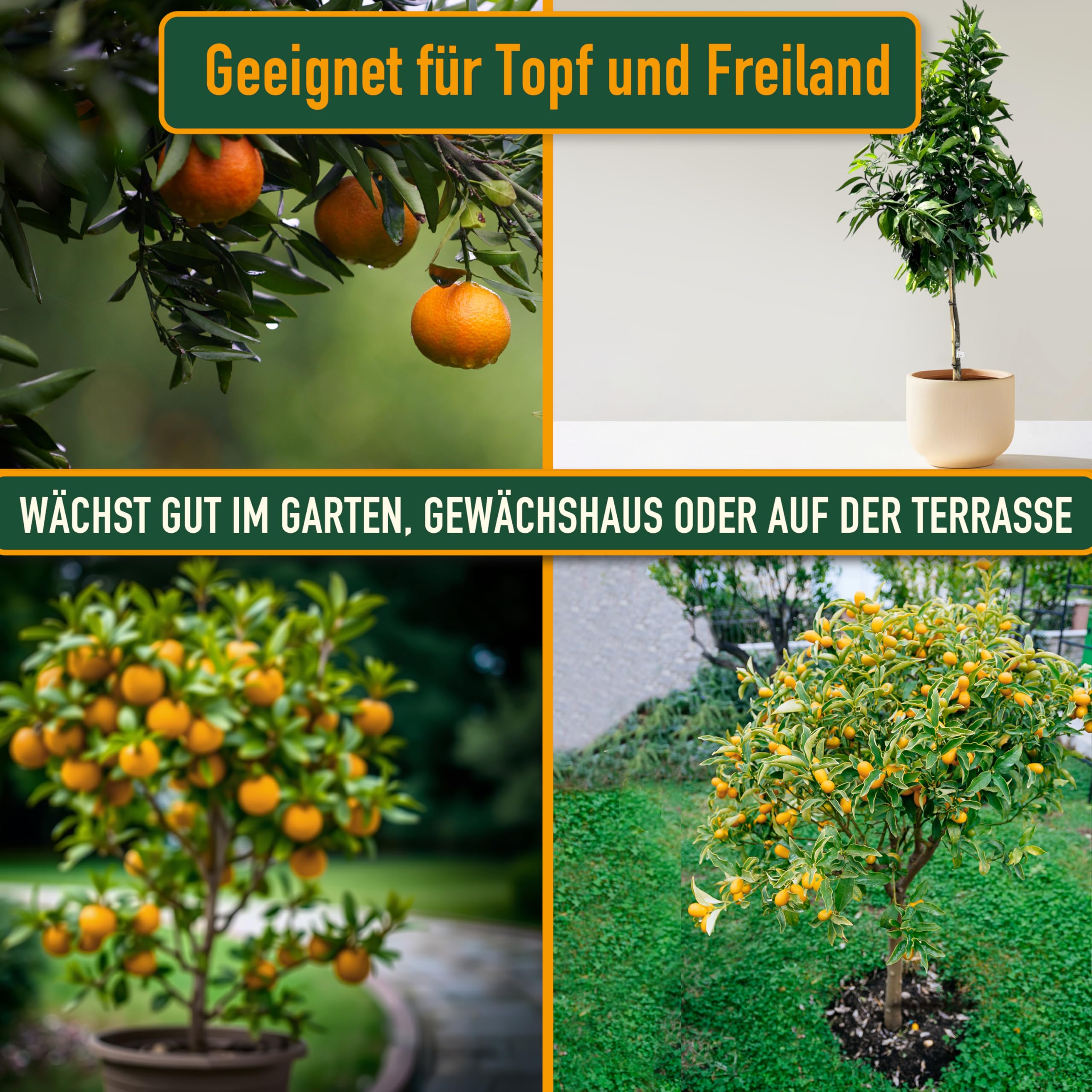 Sunny Tree - Mandarinenbaum - Citrus Reticulata - Citrusbaum - Obstbaum - 160 Zentimeter - Fruchtbildend - 8-jähriger Mandarinenbaum