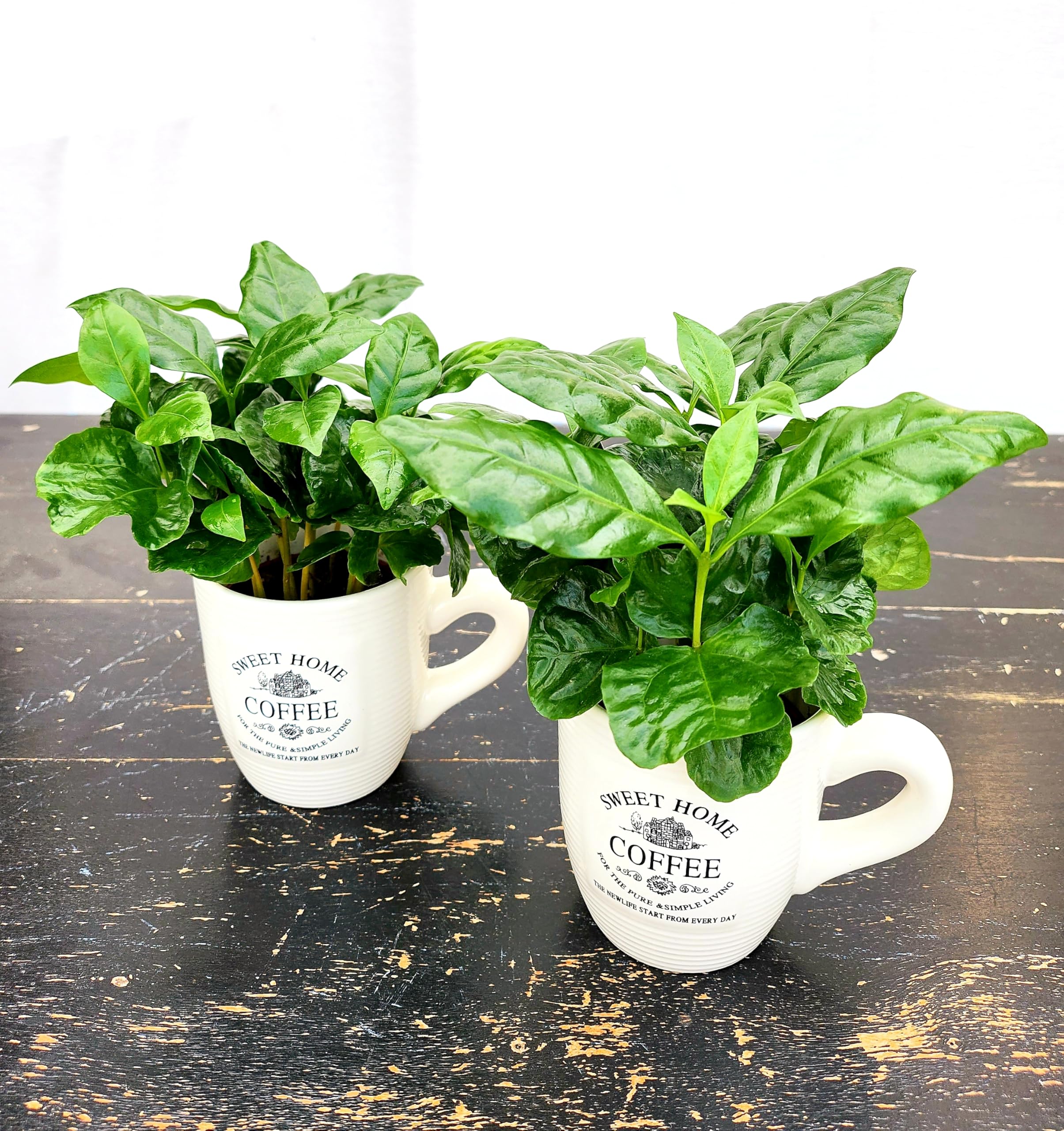 POWERS TO FLOWERS - PIANTA DEL CAFFE' DA FRUTTO, 2 PIANTE, COFFEA ARABICA, IN TAZZINA 9CM DIAMETRO, pianta vera