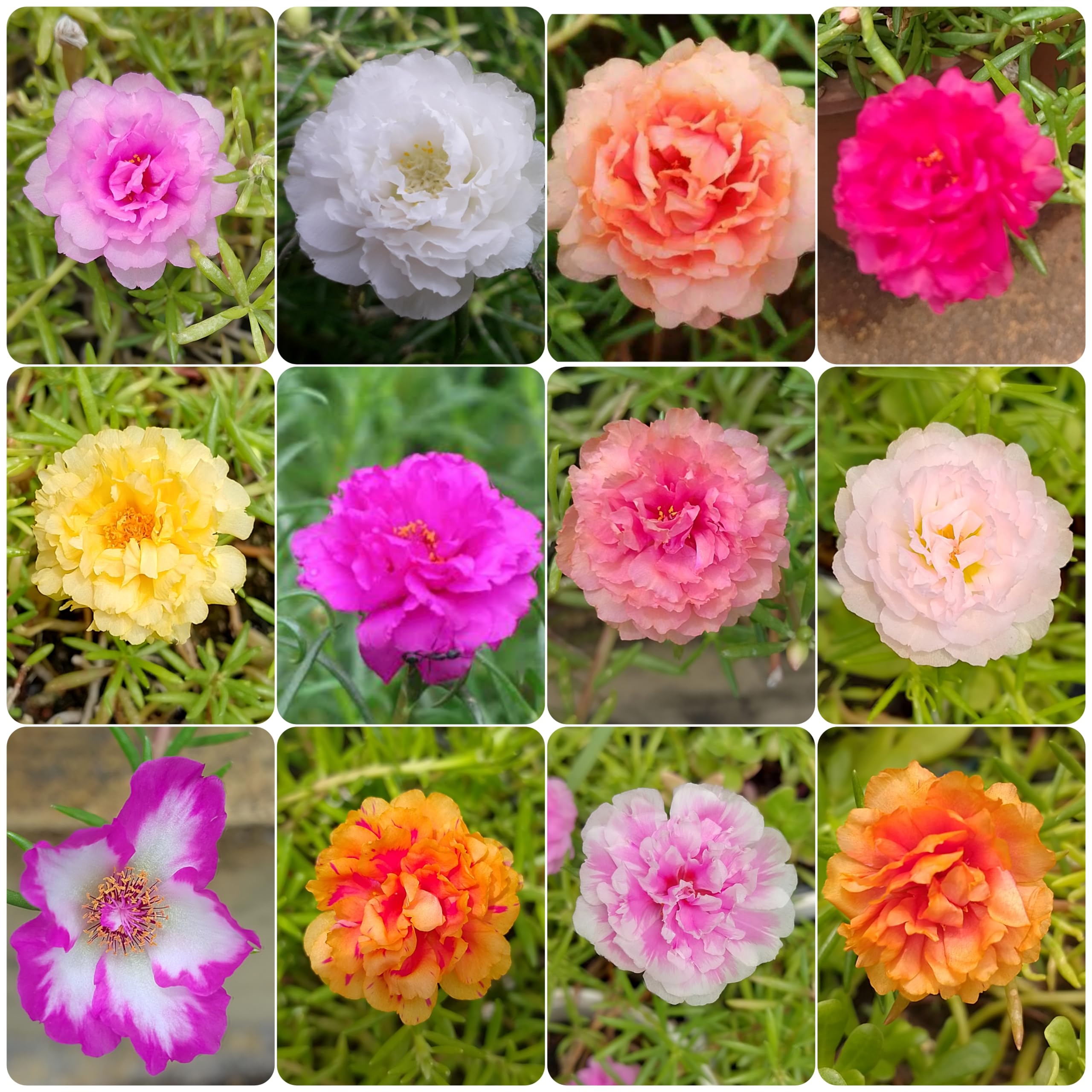 Table rose portulaca (set of 12 live plants)(multi colour gaurenteed) (B0D7MLMTHB) Amazon Price History, Amazon Price Tracker