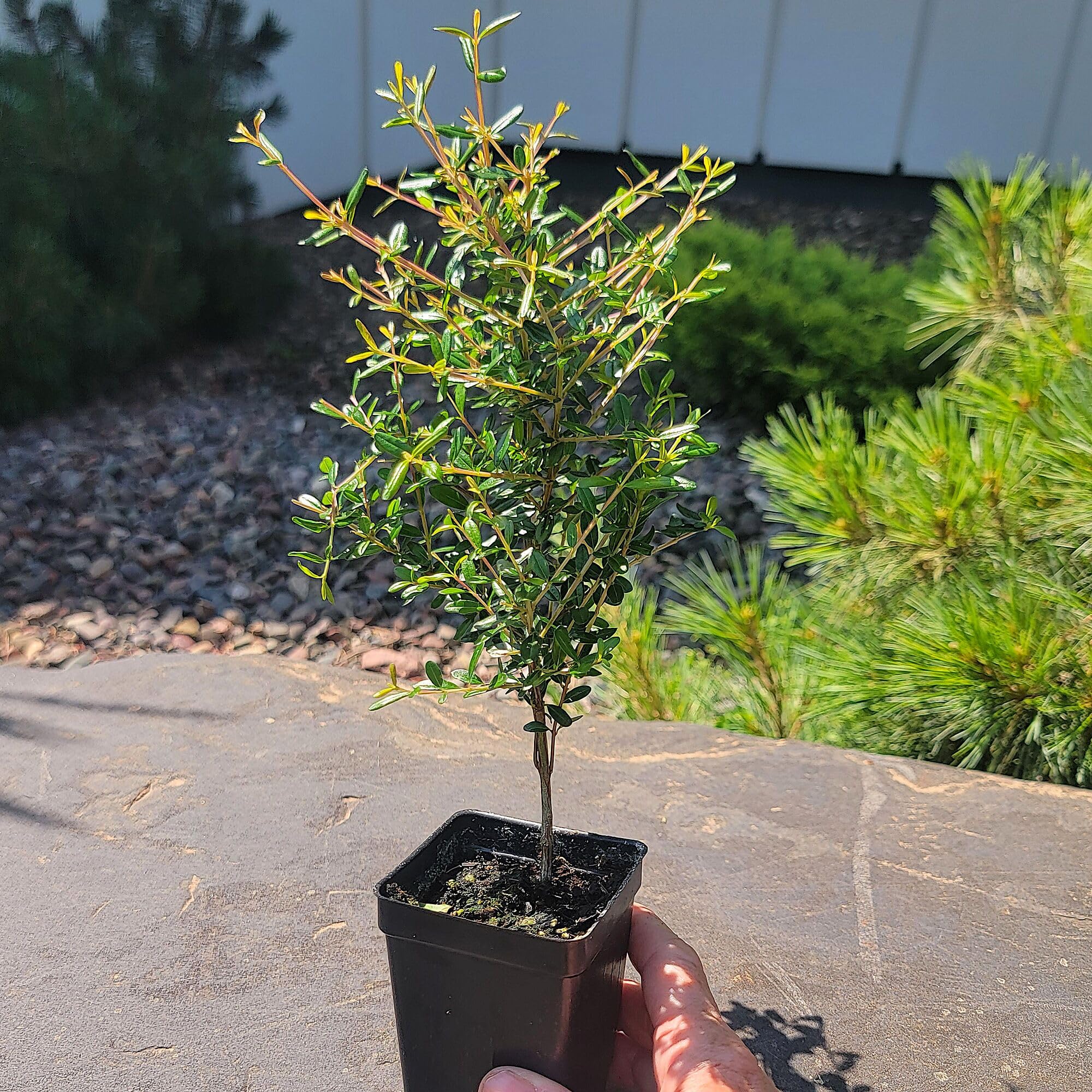 Amazon.com: Punica granatum 'Nana', Dwarf Pomegranate, Carthaginian Apple,  Dwarf Pomegranate Bonsai Tree, Compact Flowering Tree, Flowering and  Fruiting, Container Size: 3" (2.6x3.5) : Grocery & Gourmet Food