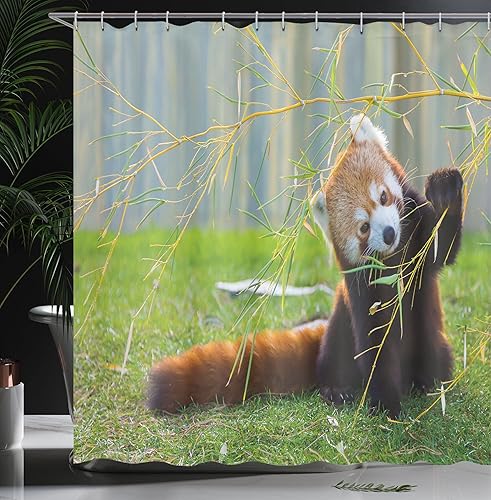 Miniatura 3 de Ambesonne Cortina de ducha con diseño de pandas, animales salvajes en el prado jugando con ramas en las montañas del Himalaya, juego de decoración