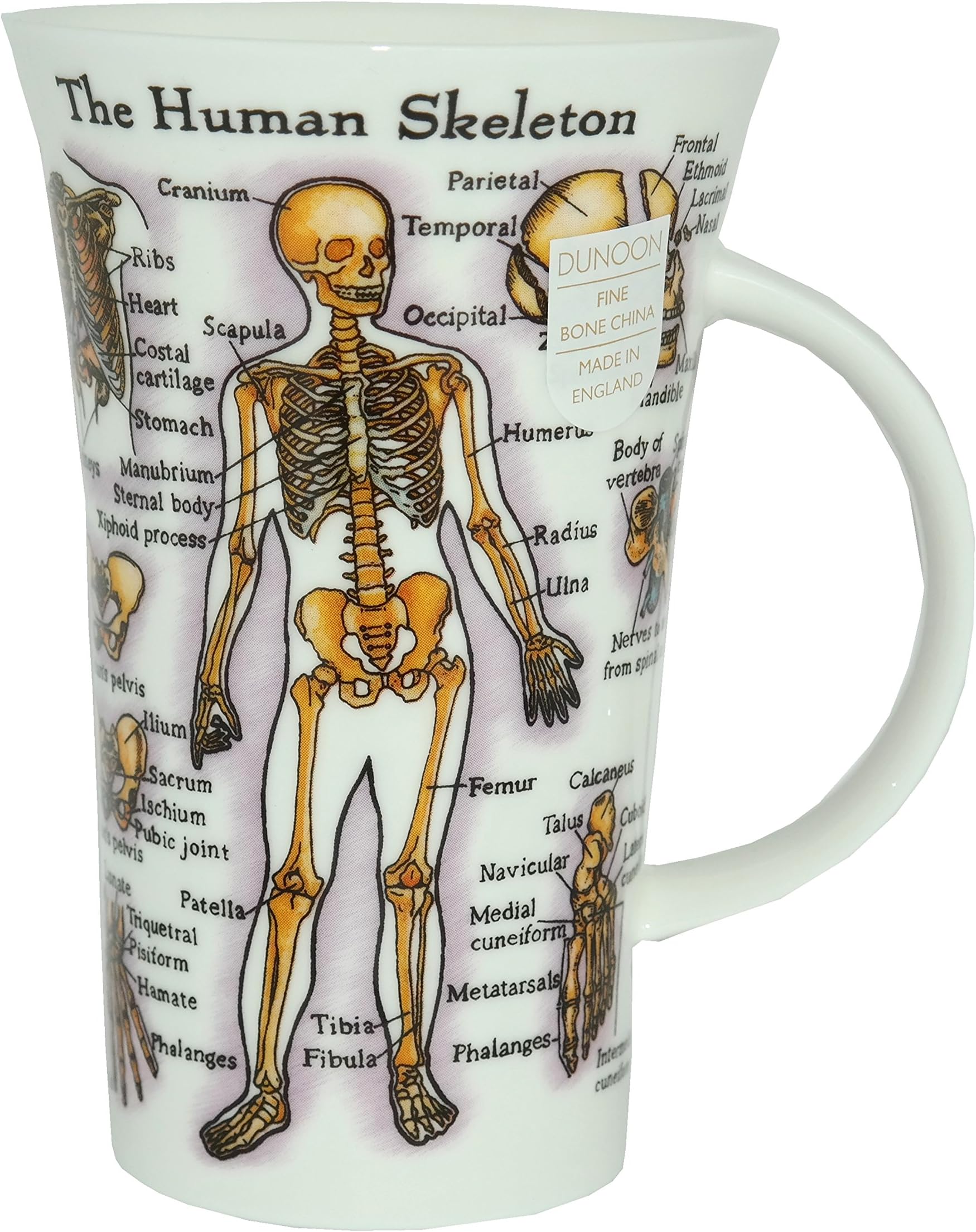 Fine Bone China Glencoe Shaped Mug - The Human Body