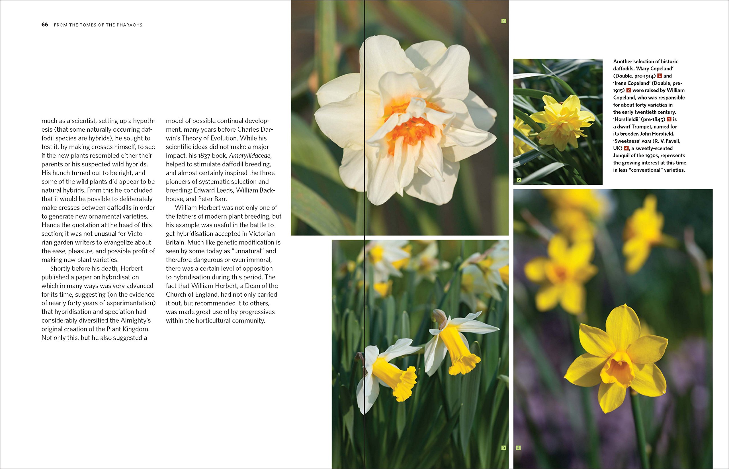 Daffodil: The Remarkable Story of the World's Most Popular Spring Flower