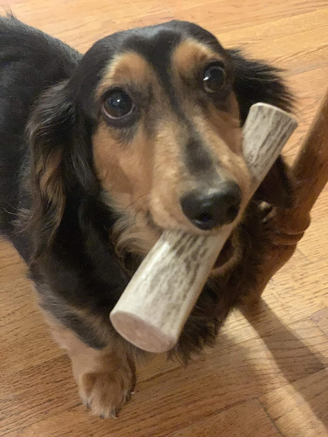 Perfect Pet Chews - Elk Antler Dog Chew - Grade A, All Natural, Organic, and Long Lasting Treats - Made from Naturally Shed Antlers in The USA (A. Mini - Dog Weight Less Than 10 Lbs. 1 - Pack)
