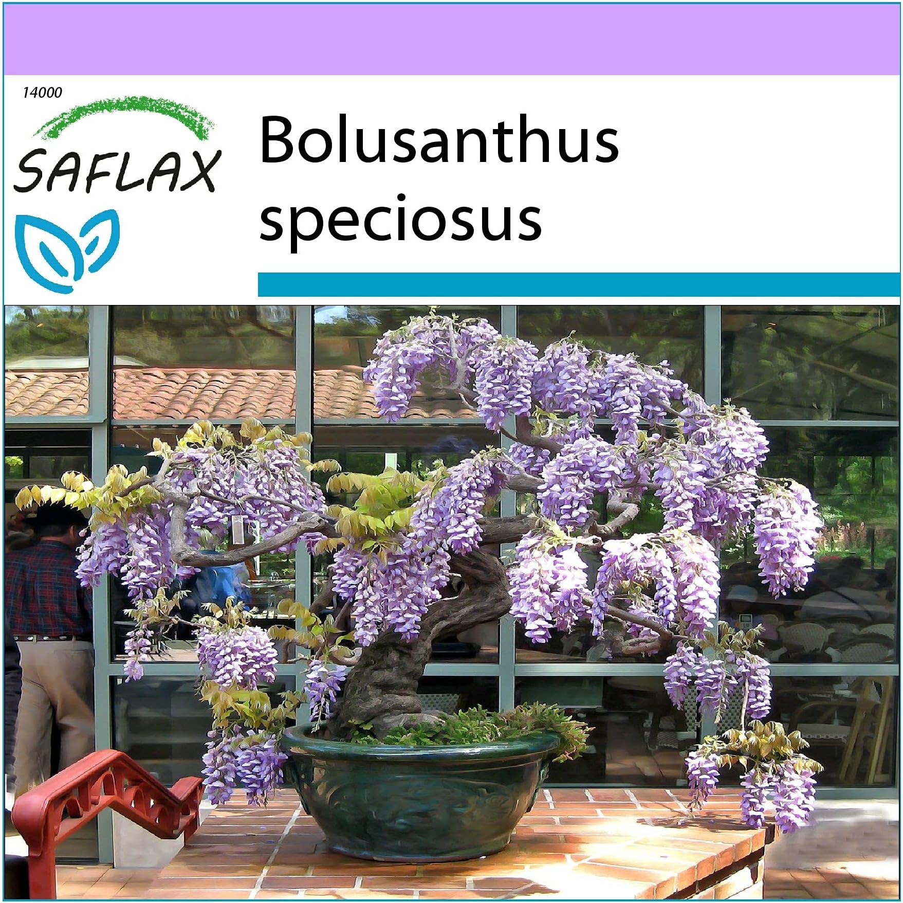 Bonsai - African Wisteria Tree - 15 Seeds - Bolusanthus speciosus