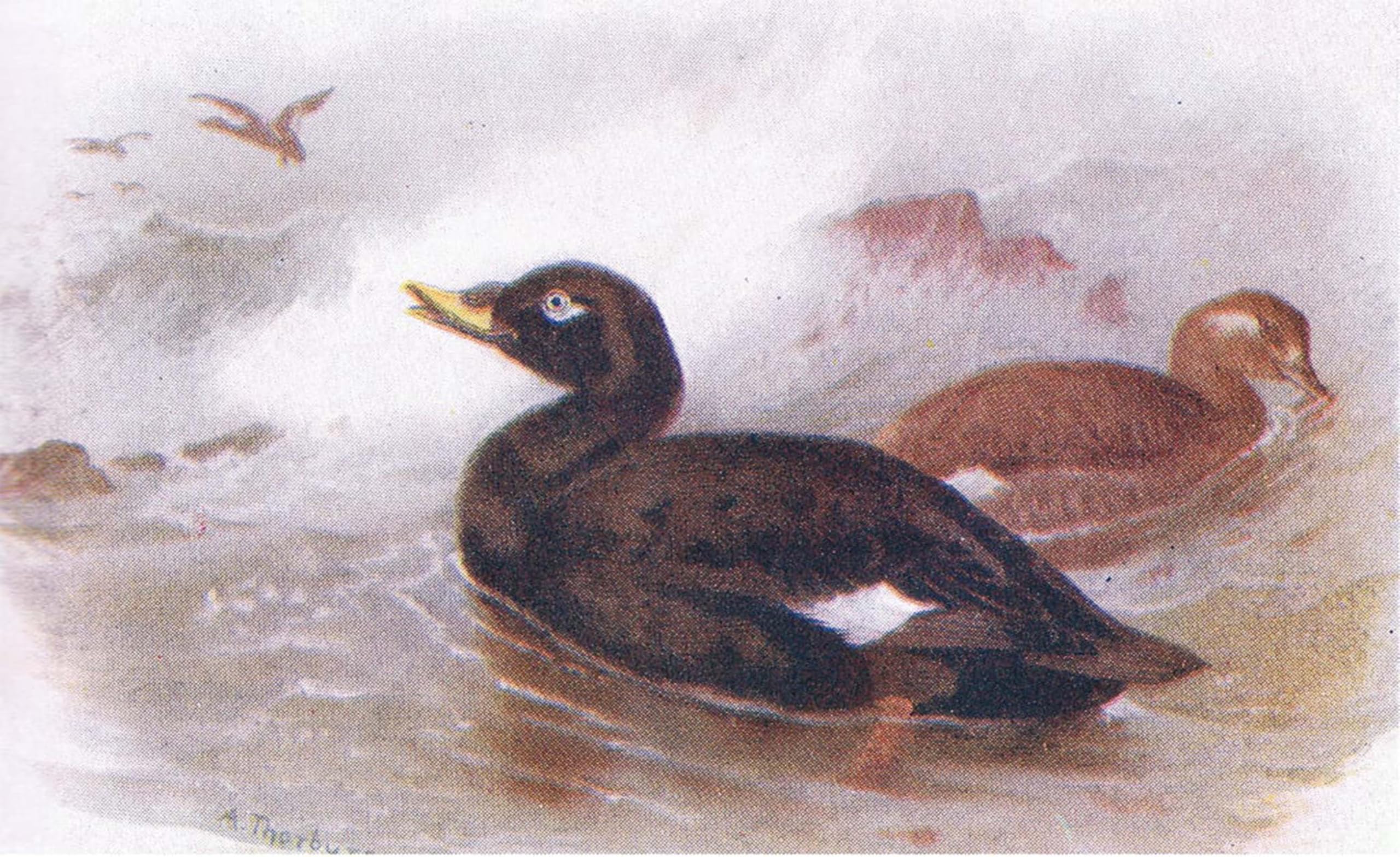 SERENDIPITP Vintage Wall Art Canvas Nordic Poster Canvas Print Picture Velvet Scoter by Archibald Thorburn Wall Art Poster for Home Decor 60x90cm