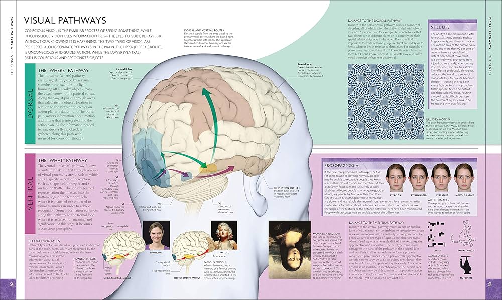 【洋書ハードカバー】INSIDE THE BRAIN Inside Your Brain - The Most Complex Computer: Consciousness