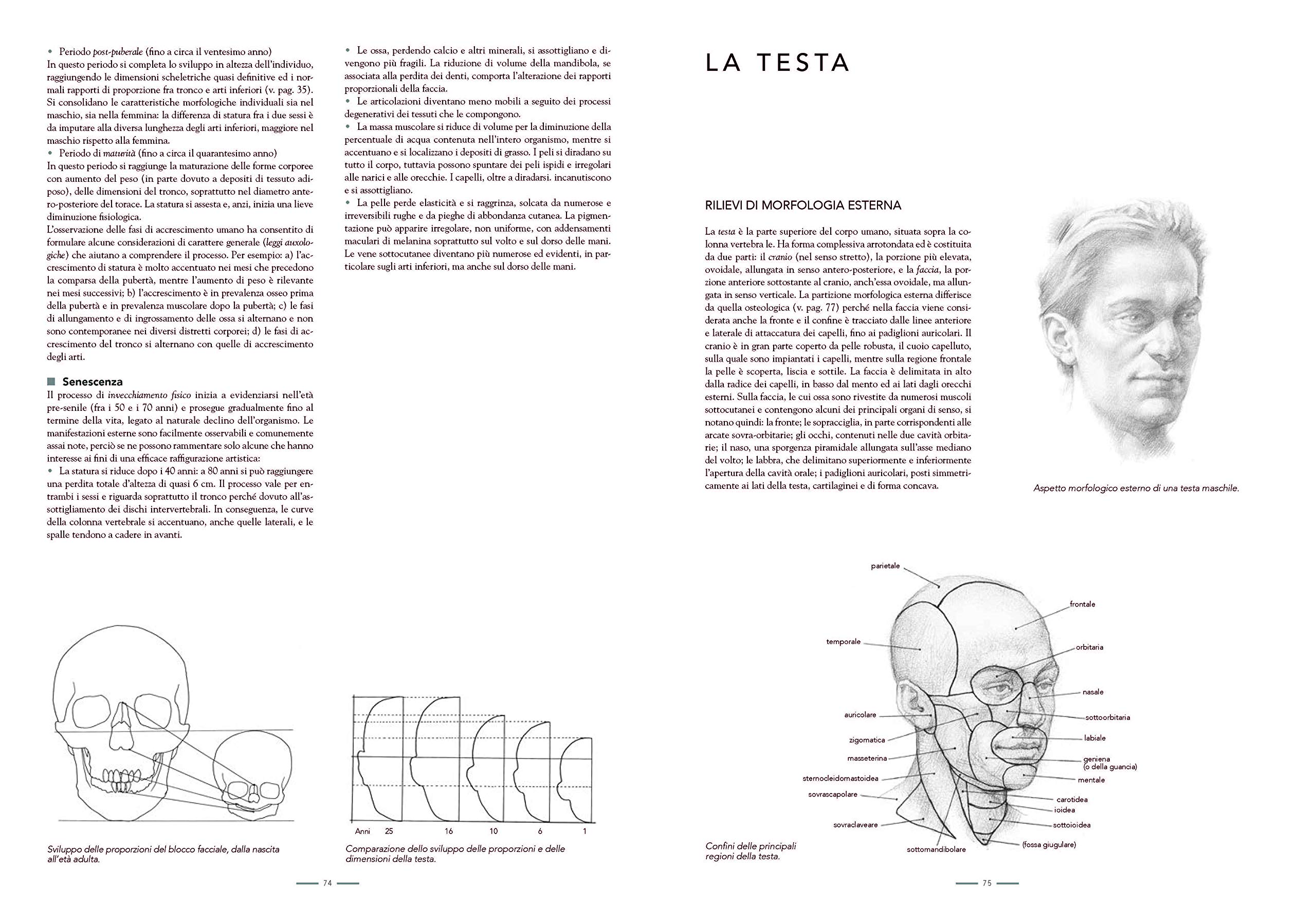 Anatomia per l'artista