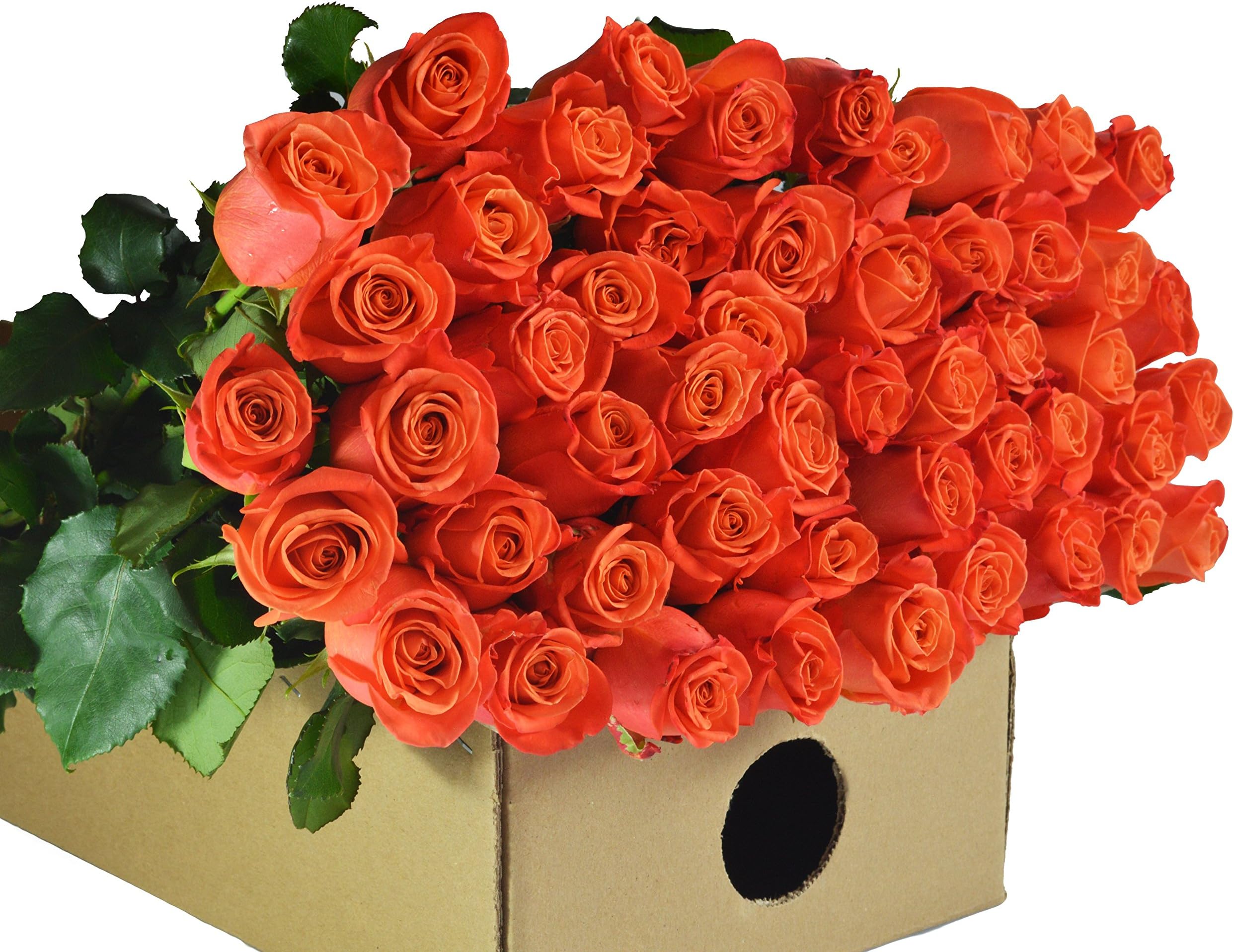 Blooms2Door PRIME NEXT DAY DELIVERY - Mother’s Day Collection - -25 Orange Roses (Farm-Fresh - 50cm) - Farm Direct Wholesale Fresh .Gift for Birthday, Sympathy, Mother’s Day Fresh Flowers