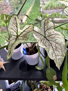 Caladium Bulbs - Cranberry Star (3 Bulbs) - Easy to Grow Indoor Houseplant & Outdoor Perennial Plant Bulbs for Planting