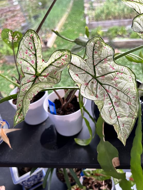 Caladium Bulbs - Cranberry Star (3 Bulbs) - Easy to Grow Indoor Houseplant & Outdoor Perennial Plant Bulbs for Planting