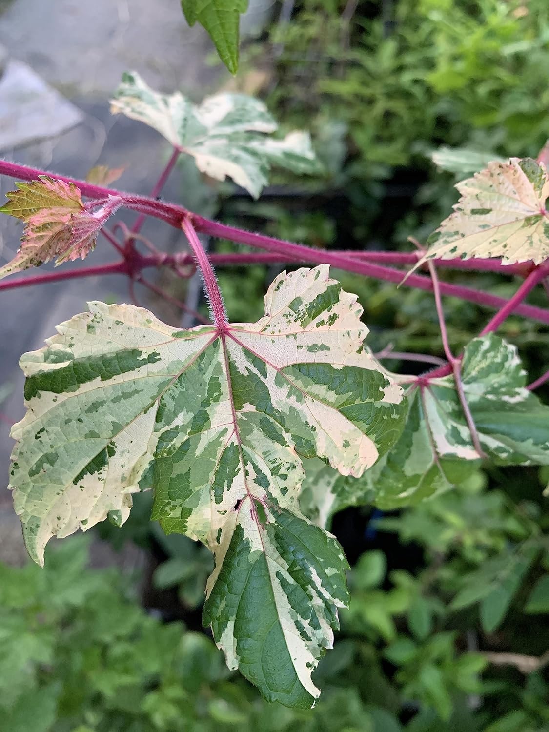Variegated Porcelaine Grape Vine “Marbled”, Ampelopsis, Hardy Liana Ornamental