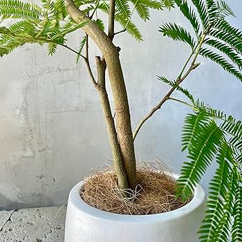 美形　大型　エバーフレッシュ　S字仕立て　10号　バルーン陶器鉢　植え込み発送 美形 大型 エバーフレッシュ S字仕立て バルーン陶器鉢 植え込み発送