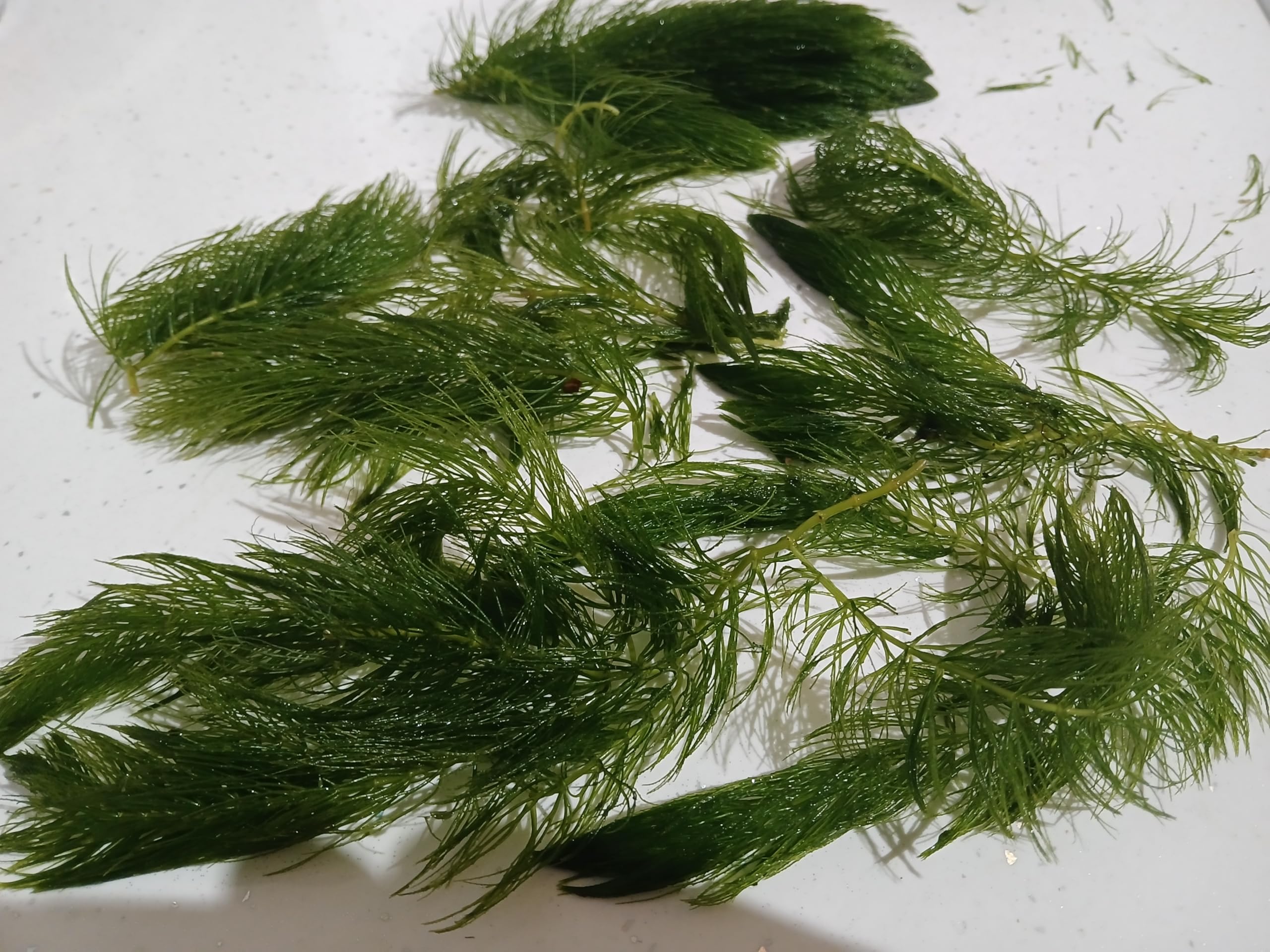 12 x Ceratophyllum Hornwort, Oxygenating Pond Water Plants, Live Aquatic Plant