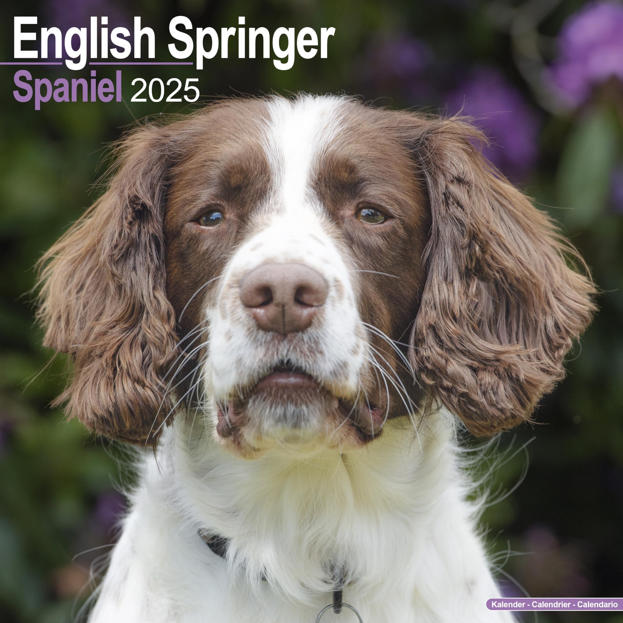 English Springer Spaniel (Euro) Calendar 2025 Square Dog Breed Wall Calendar - 16 Month