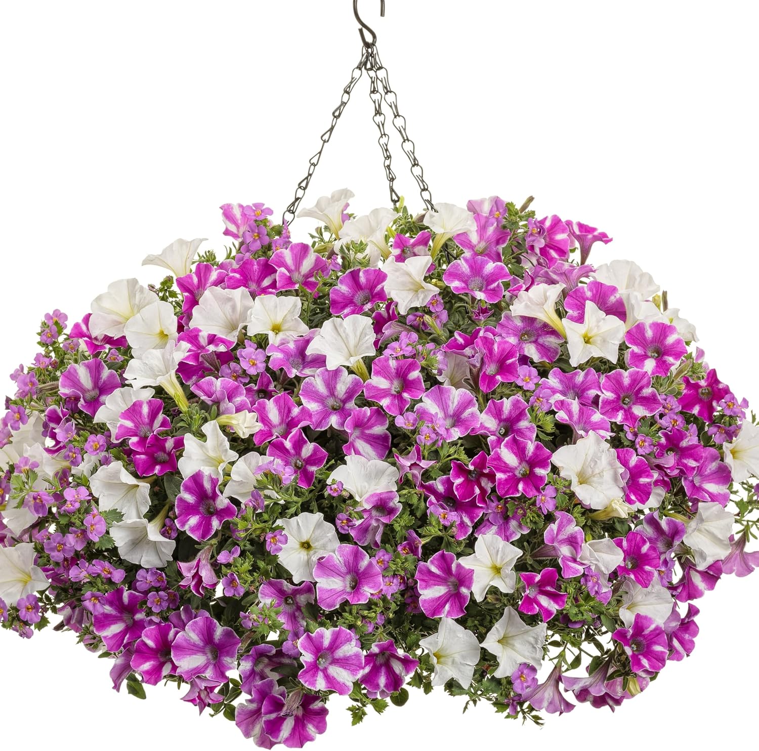 Proven Winners Supertunia Raspberry Rush Petunia Live Plant, Eco+ Grande, 4 Pack