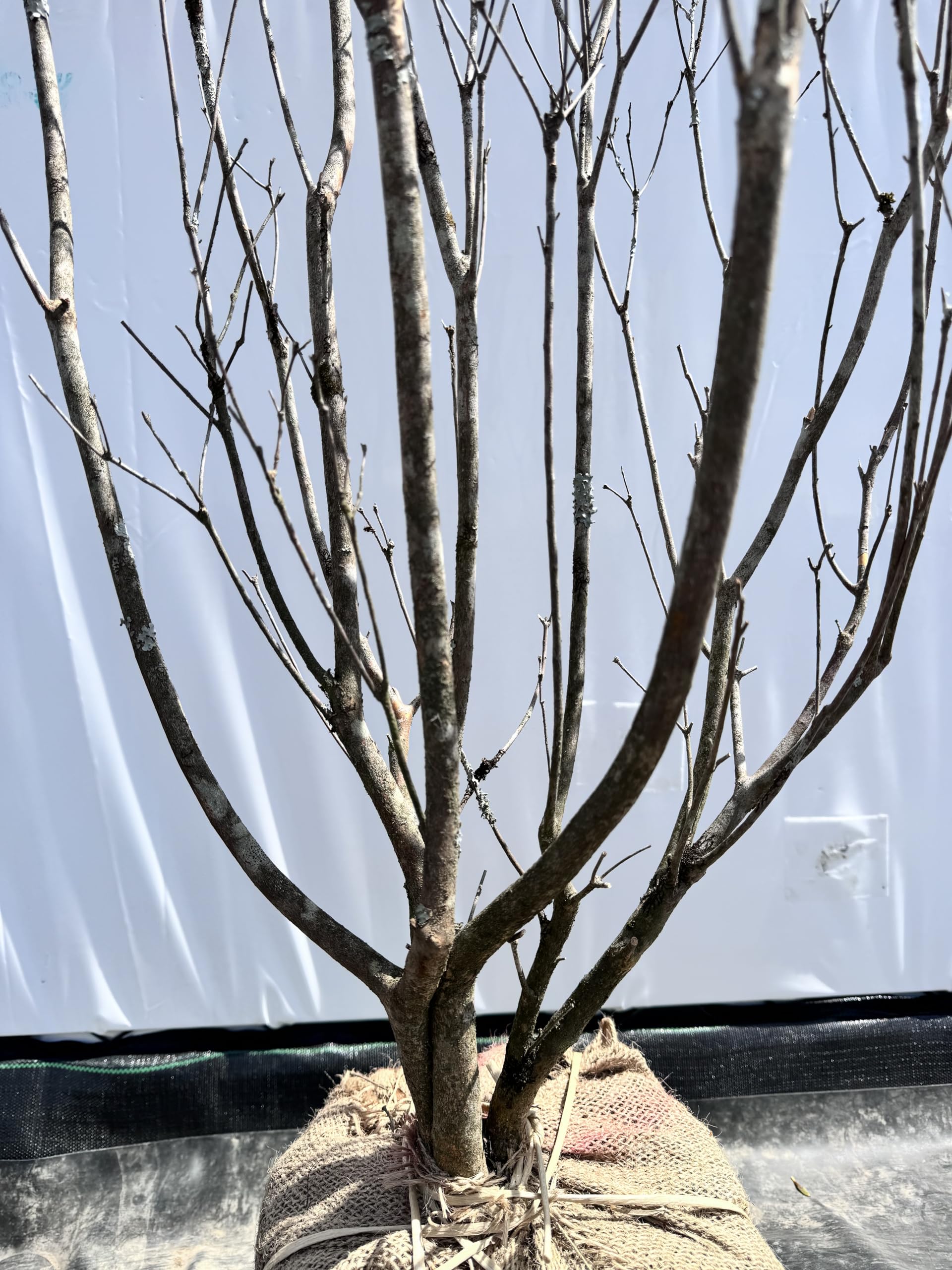 Amazon.co.jp: 『植木/庭木/苗木』《希少白花》山躑躅/ヤマツツジ/大株