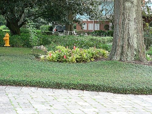 Miniatura 9 de Jazmín asiático Minima - 1 planta viva de 4 pulgadas - Trachelospermum Asiaticum - Tolerante a la sequía resistente al frío