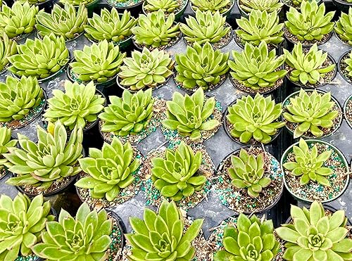 Miniatura 5 de ragnaroc Plantas suculentas vivas  Echeveria Parva, enraizadas en maceta de 4 pulgadas  1 unidad  Llegada viva garantizada  Plantas de interior para
