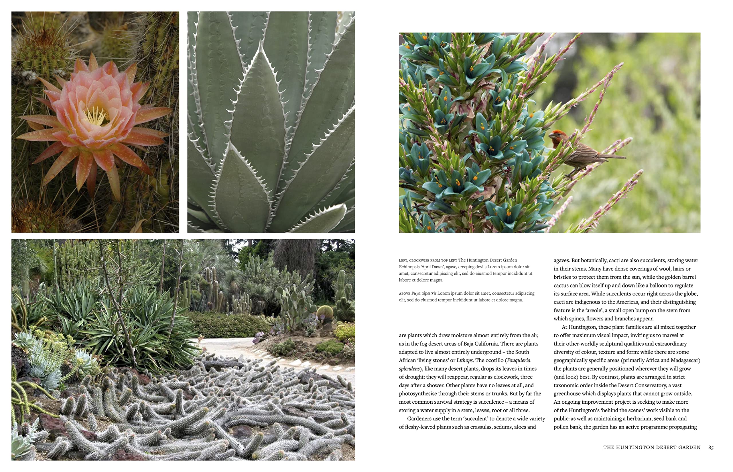 The Botanic Garden: The world's greatest botanical sanctuaries