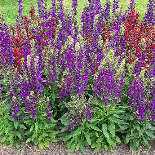 Miniatura 9 de Lobelia Seeds - Blue Carpet - Paquete - Semillas de flores moradas, semillas polinizadas abiertas atraen abejas, atraen mariposas, atraen colibríes,